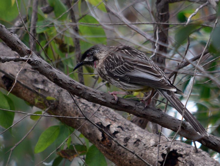 Wattlebird red 2022 0001.JPG